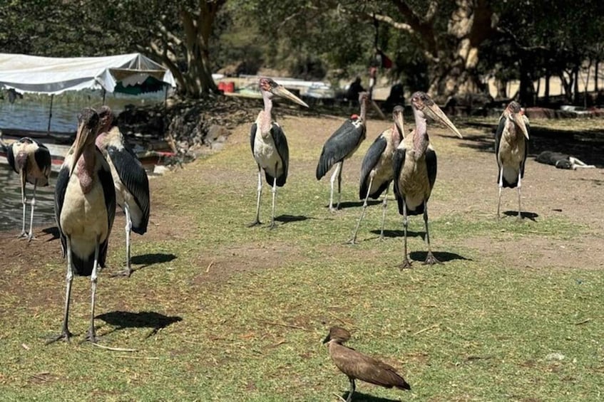 A group of large birds standing on a grassy field with trees in the background. 3