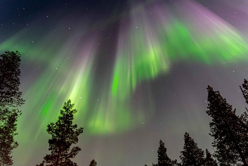 The Northern Lights (Aurora Borealis) over a forest. 4