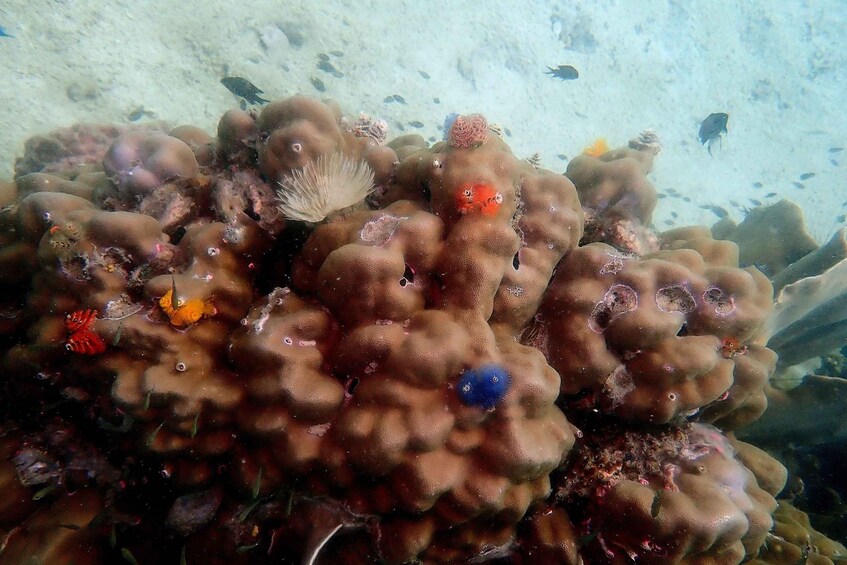 A coral reef with various fish and sea creatures. 4