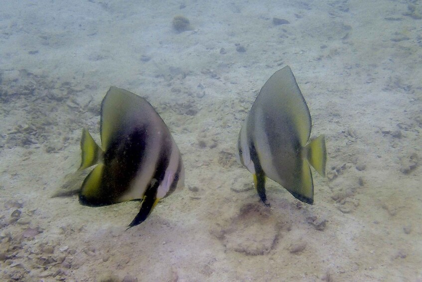Two fish swimming near the ocean floor. 3