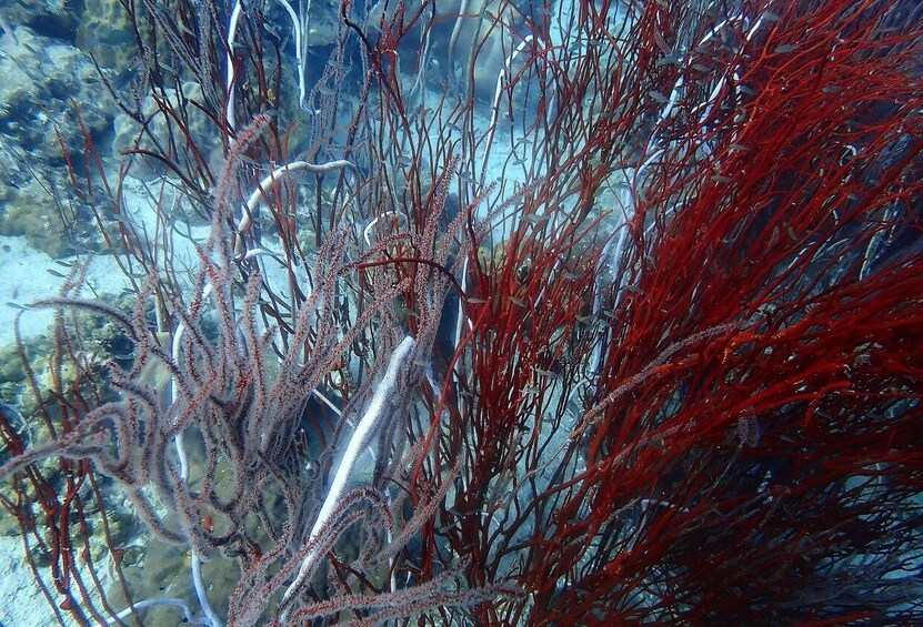 A dense underwater kelp forest with various marine life. 2