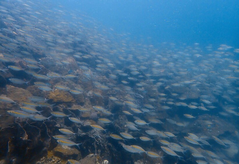 A school of fish swimming in a coral reef environment. 5