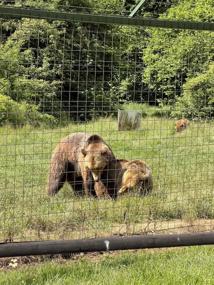 Picture 3 for Activity From Brasov: Bear Sanctuary, Bran Castle & Alpine Ride 2