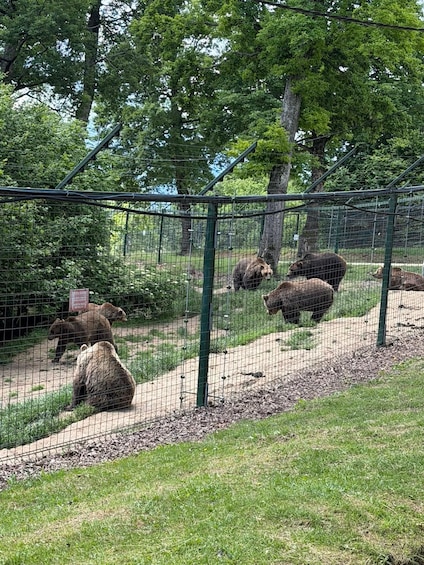 Picture 1 for Activity From Brasov: Bear Sanctuary, Bran Castle & Alpine Ride 4