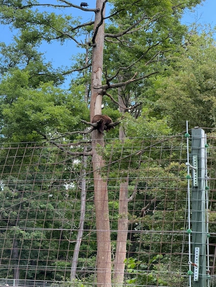 Picture 2 for Activity From Brasov: Bear Sanctuary, Bran Castle & Alpine Ride 3