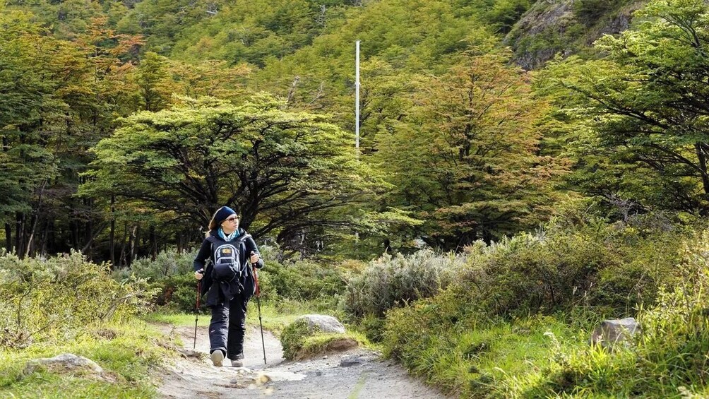 A hiker on a forest trail with dense greenery and trees. 2