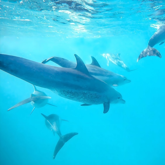 A group of dolphins swimming underwater. 1