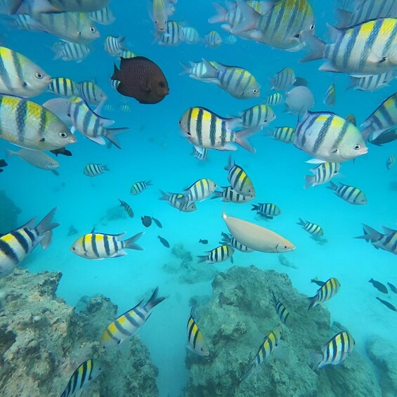 A school of yellow and black striped fish swimming around a coral reef. 4