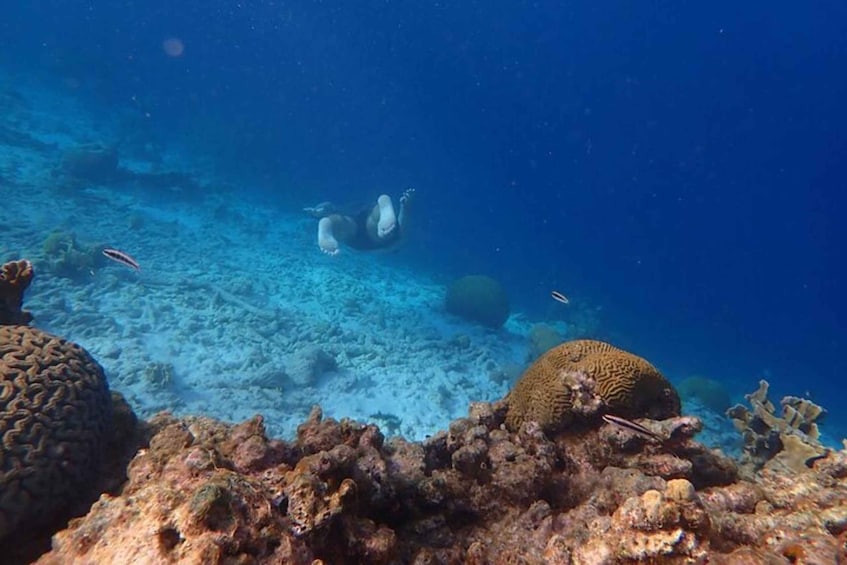 A diver swimming near a coral reef with various fish and marine life. 1