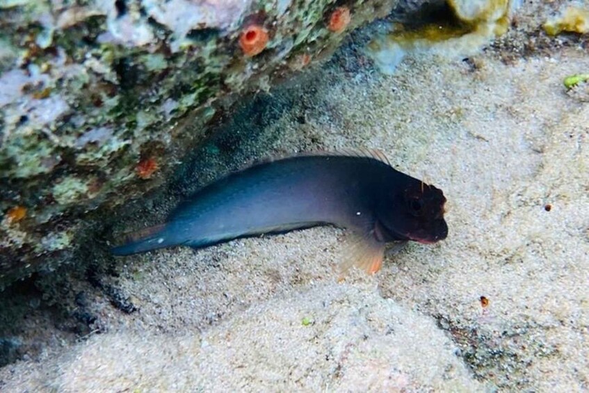 A fish resting on a sandy seabed with rocks and marine growth. 4