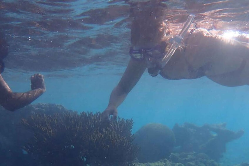 A person swimming underwater with a dog, surrounded by marine life and coral formations. 2
