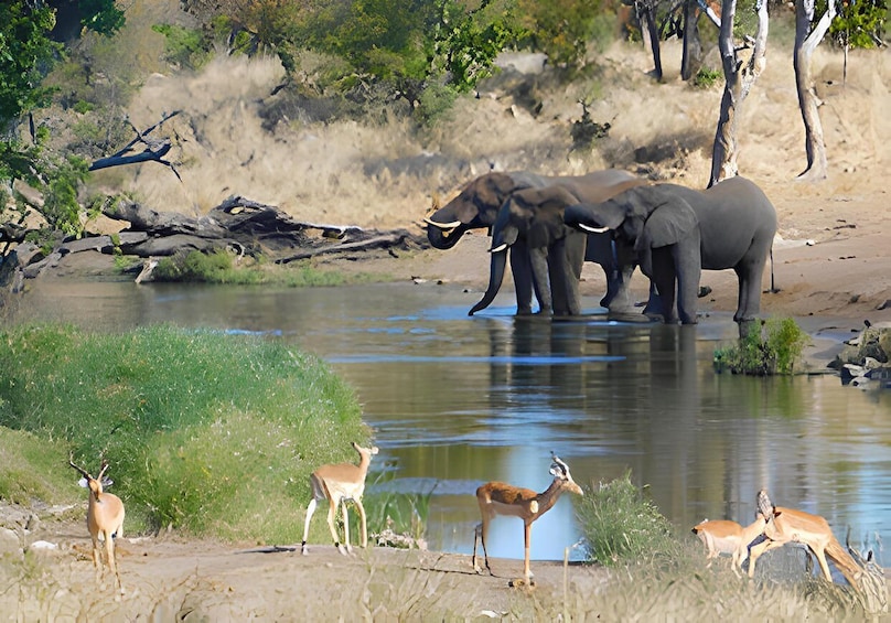 A group of elephants by a river with surrounding vegetation and a few antelopes. 2