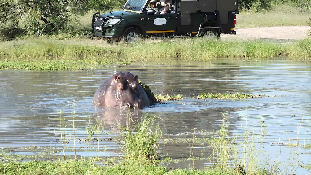 A hippo partially submerged in water with a vehicle in the background. 3