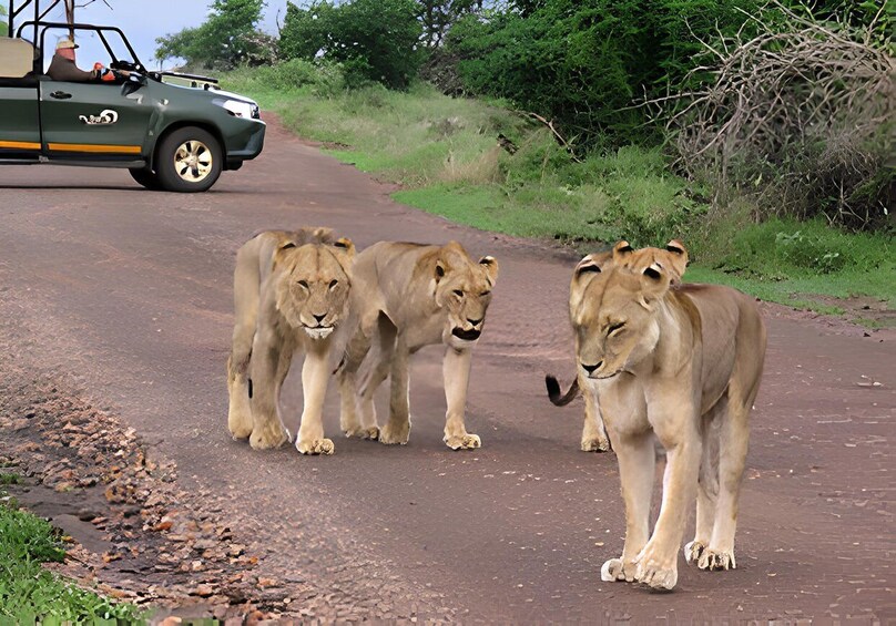 Three lions walking on a road with a safari vehicle in the background. 1