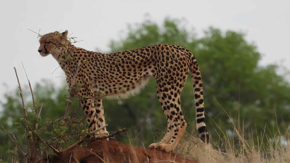 A cheetah standing on a rock in a grassy savannah with trees in the background. 1