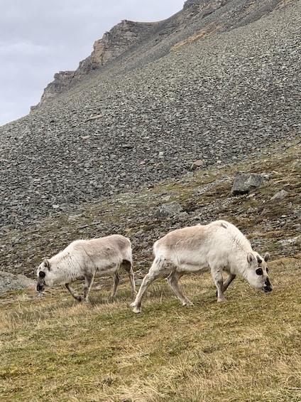 Two white sheep grazing on a grassy hillside with a rocky mountain in the background. 2