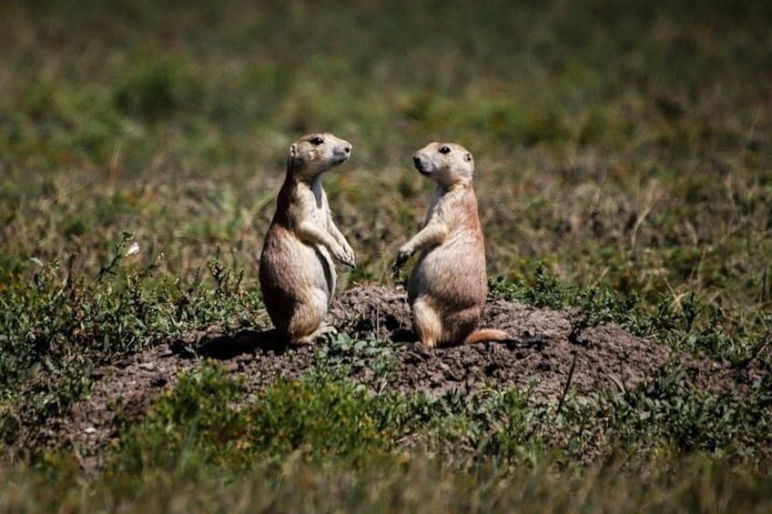 Deux chiens de prairie se tiennent debout dans un champ d’herbe. 4