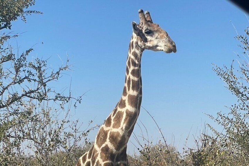 3 Days Etosha National Park Safaris 2