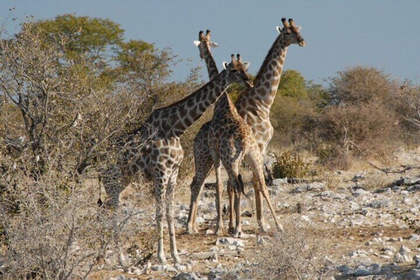 Three giraffes standing in a dry, rocky terrain with sparse vegetation and trees in the background. 1