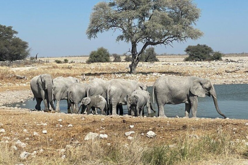 3 Days Etosha National Park Safaris 4