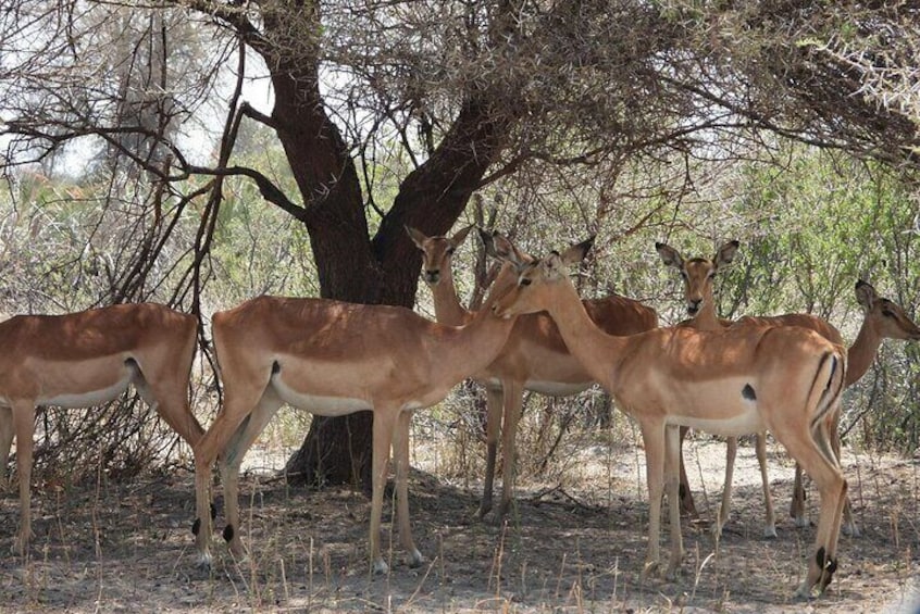 A group of antelopes in a dry, open woodland area with sparse trees. 3