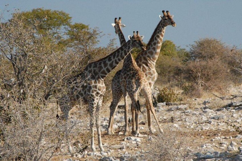 Three giraffes standing in a dry, rocky terrain with sparse vegetation and trees in the background. 1