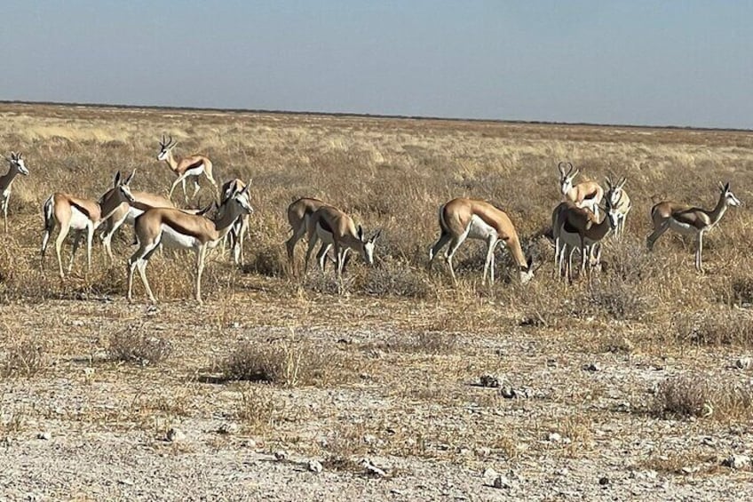 A group of antelope grazing in a dry grassland. 5