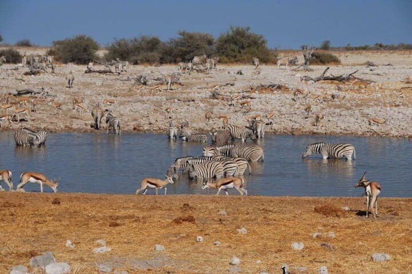 A watering hole with zebras and antelopes. 1