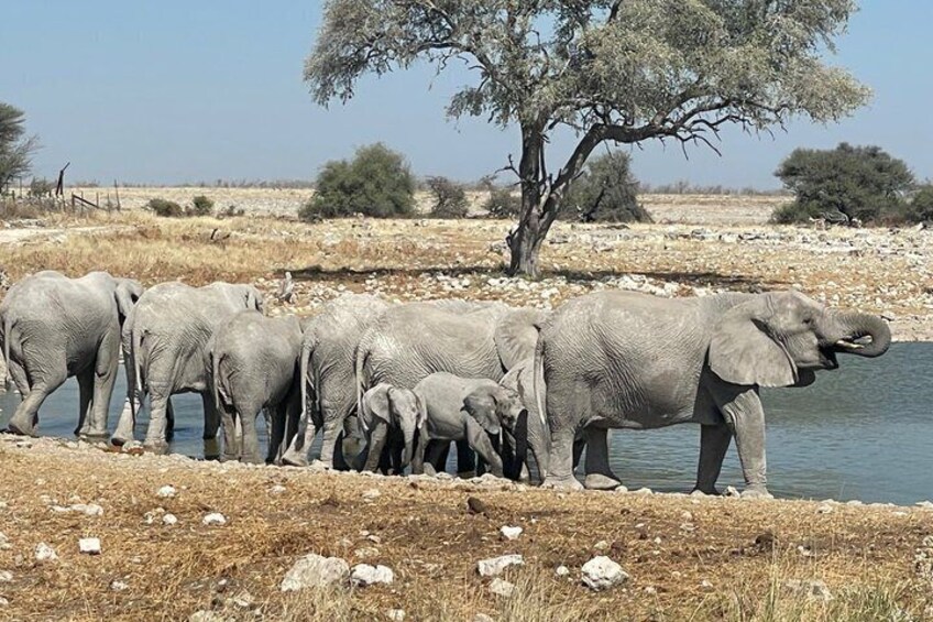 3 Days Etosha National Park Safaris 3