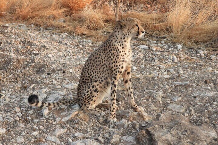 A cheetah sitting on a rocky terrain with sparse vegetation. 4