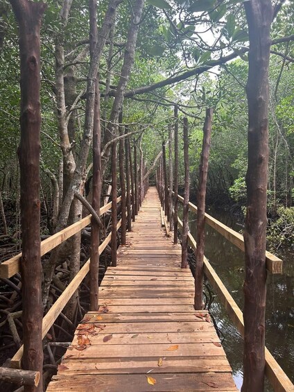 A wooden bridge in a mangrove forest. 5