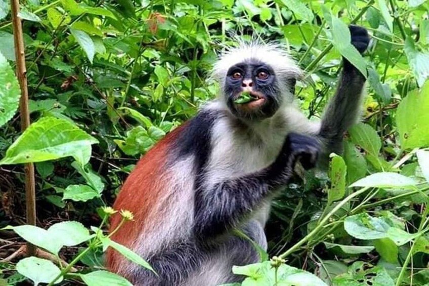 A monkey with white and black fur, holding a green leaf, surrounded by dense green foliage. 1
