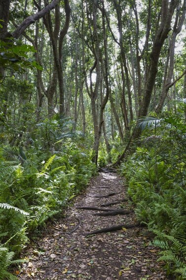 A forest path with ferns and trees. 2