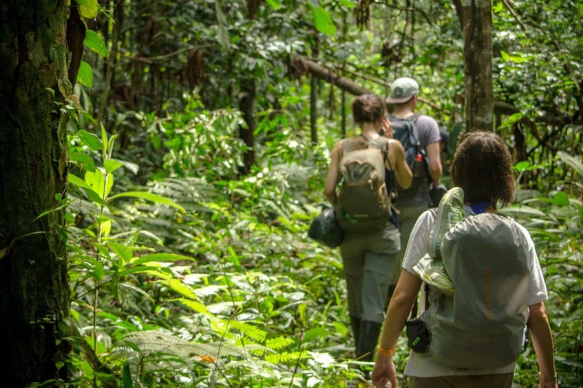 A group of hikers walking through a dense forest with ferns and trees. 5