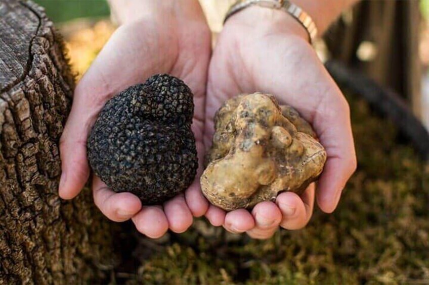 White and Black truffle