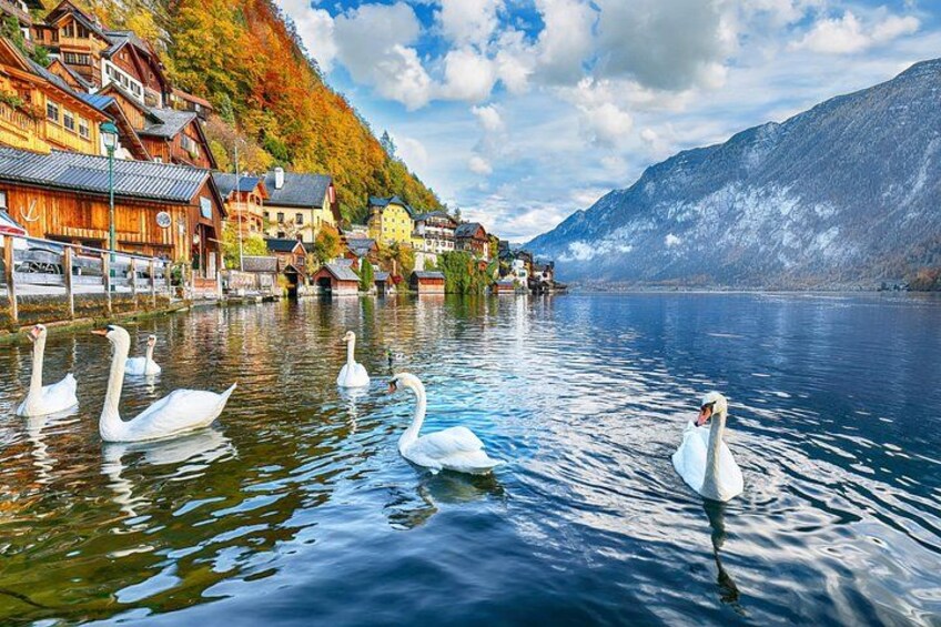Cisnes nadando en un lago con casas a lo largo de la orilla y montañas al fondo. 3