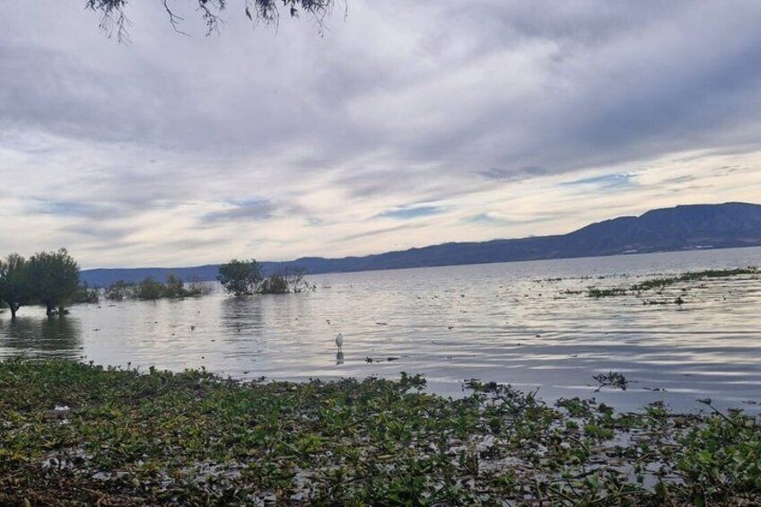 Un lac parsemé de végétation flottante, une chaîne de montagnes lointaine et un ciel nuageux. 5