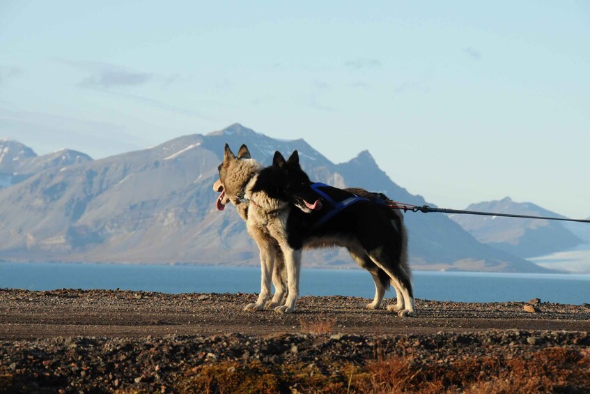 Two dogs on a leash, a larger and a smaller one, with a mountainous landscape and a body of water in the background. 4