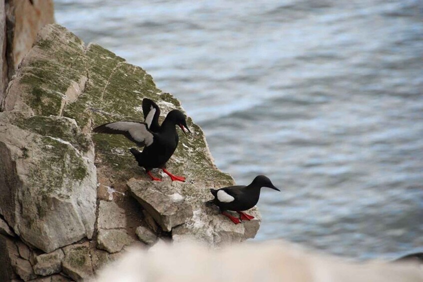 Two birds on a rocky cliff by the sea. 5