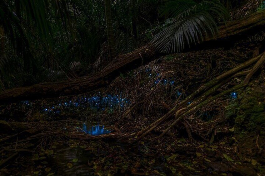 A dense forest with a fallen tree, blue lights, and a small pond. 4