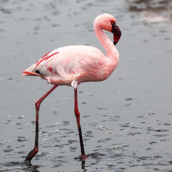 A pink flamingo standing in shallow water. 2