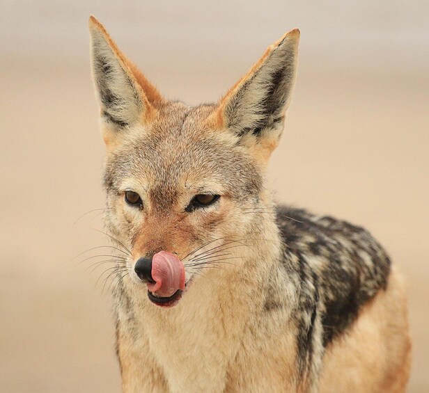 Picture 9 for Activity Walvis Bay: Sandwich Harbour Half-Day 4x4 Scenic Excursion 4