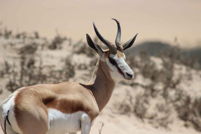 A gazelle with prominent horns standing in a desert landscape. 4