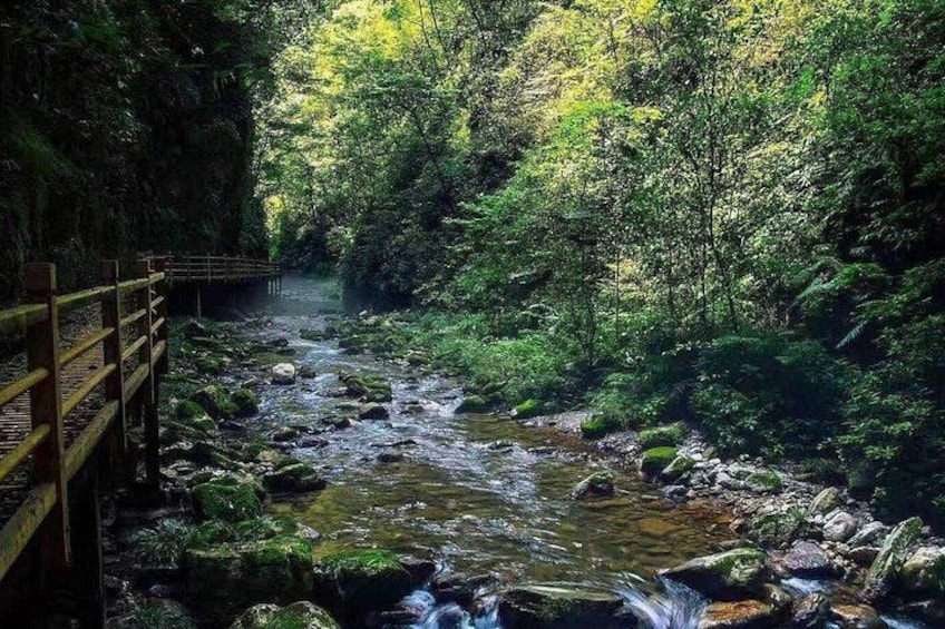 A forested stream with a wooden bridge. 3