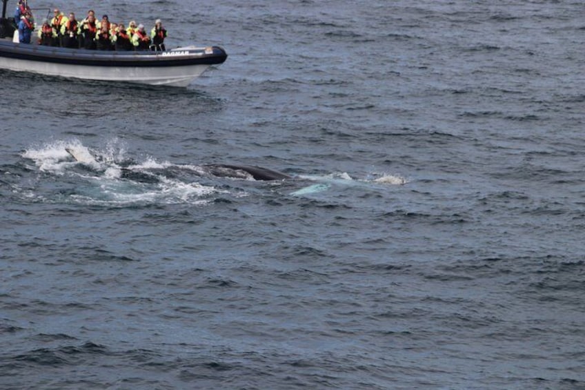 Een boot met mensen die een walvis in het water bekijken. 3