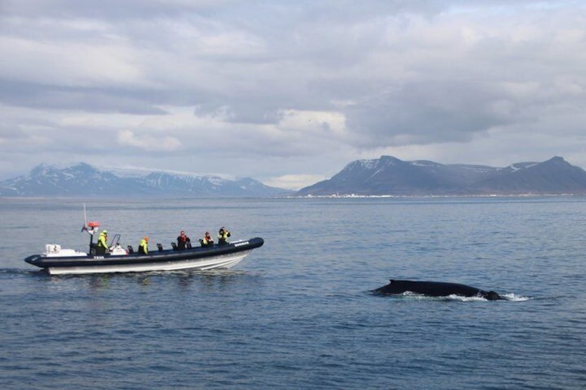 Een boot met mensen op het water, een walvis op de achtergrond en bergen. 4