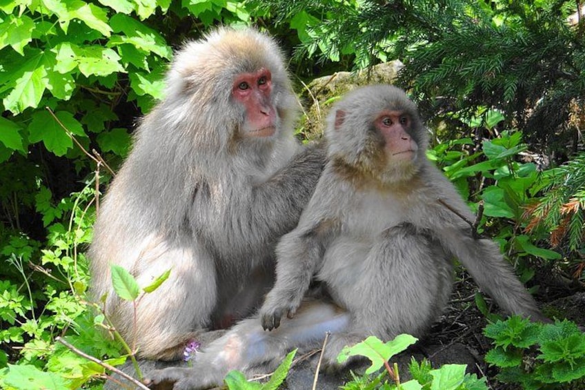 Full Day Snow Monkey Park and Togakushi Shrine Tour in Nagano 5