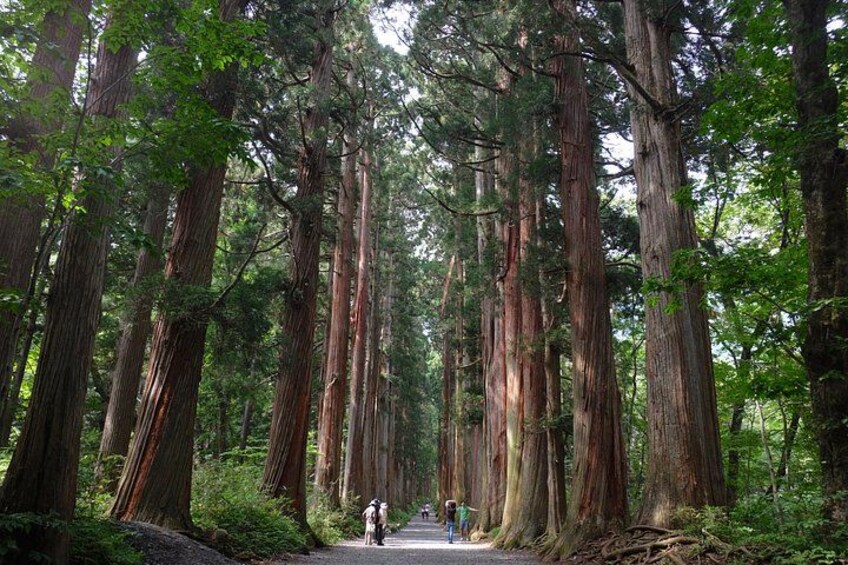 Full Day Snow Monkey Park and Togakushi Shrine Tour in Nagano 2
