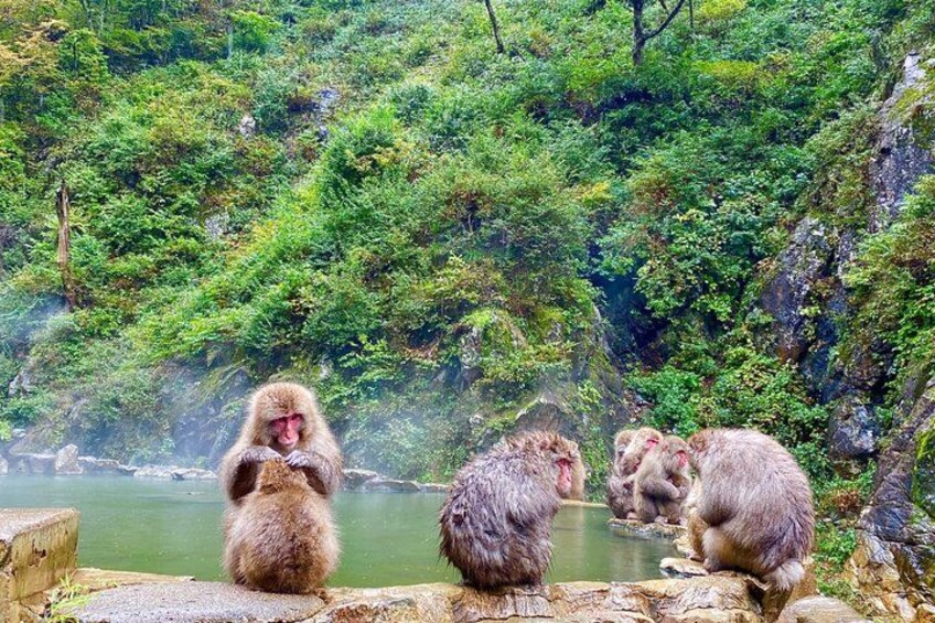 Full Day Snow Monkey Park and Togakushi Shrine Tour in Nagano 4