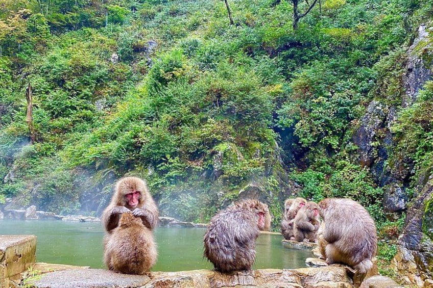Full Day Snow Monkey Park and Togakushi Shrine Tour in Nagano 4